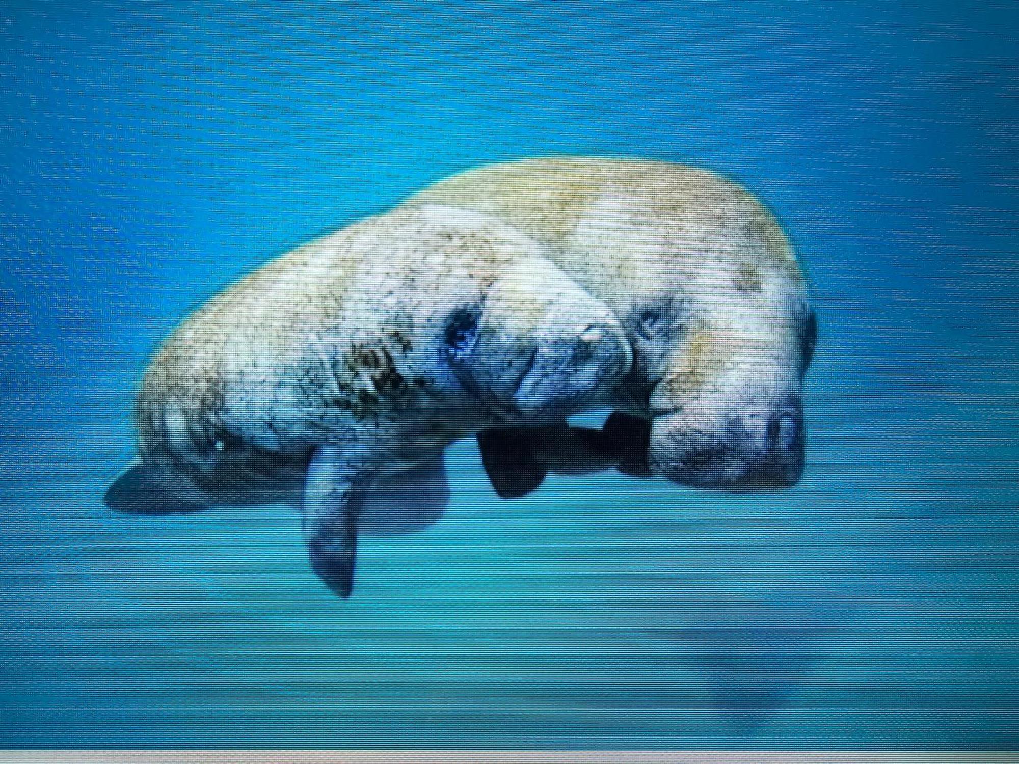 Manatee Watch Den Lägenhet Crystal River Exteriör bild